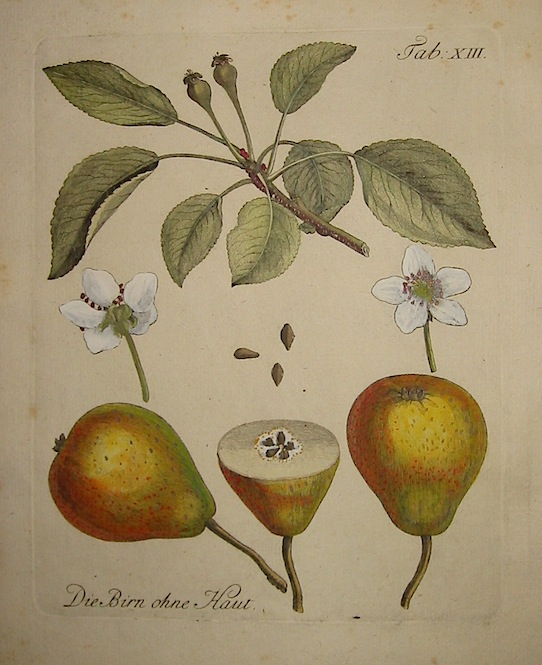 Duhamel du Monceau Henri Louis (1700-1782) Die Birn ohne Haut 1777 Norimberga 
